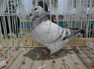 SAM_3971