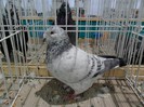 SAM_3972