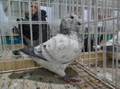 SAM_3974