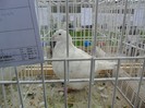 SAM_3978