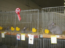 wels_2013_ 217
