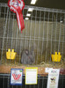 wels_2013_ 218