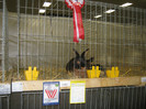 wels_2013_ 225