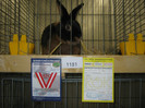 wels_2013_ 226