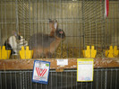 wels_2013_ 228