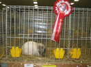 wels_2013_ 229