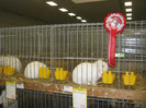 wels_2013_ 230