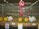 wels_2013_ 232