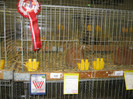 wels_2013_ 233