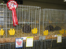 wels_2013_ 234