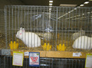 wels_2013_ 237