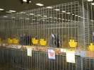 wels_2013_ 241