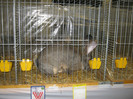 wels_2013_ 246