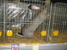 wels_2013_ 247