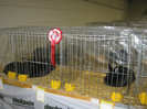 wels_2013_ 249