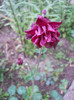 Aquilegia