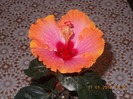 DSCN6098_1578