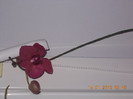 DSCN6156_1636