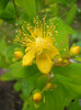 Hypericum calycinum