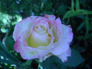 DSCN4352