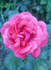 DSCN4376
