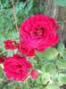 DSCN4532