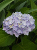 Hortensia