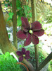 Clematis Rouge Cardinal3