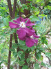 Clematis Rouge Cardinal1