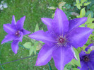 Clematis The President