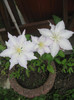 Clematis Madame le Coultre 1