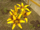 Fotografii-0342