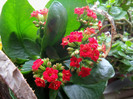 kalanchoe blossfeldiana