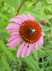 Echinacea