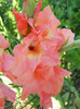 Gladiole