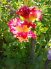 Gladiole