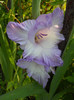 Gladiole