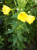 Oenothera Glazioviana