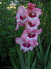 Gladiole