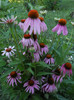 Echinacea