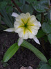 DSCN0996