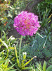 Allium
