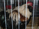 SDC12037