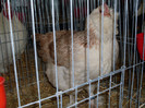 SDC12038