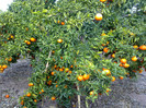 roadele portocalii
