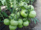 tomate Gabriela 2012
