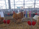 expo