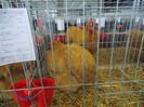 expo