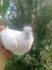 Image0617