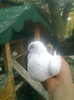Image0620